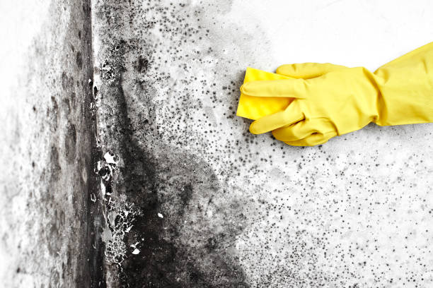 Reliable South Woodstock, CT Mold Remediation Solutions