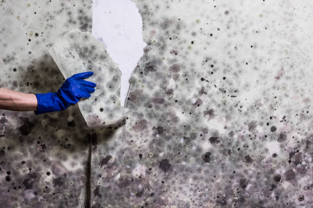 Best Preventive Mold Services in South Woodstock, CT